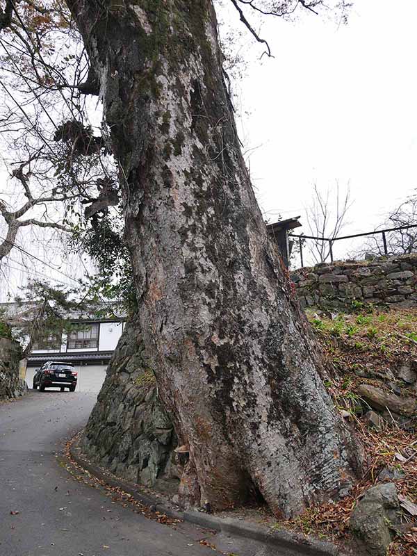 勝手神社のケヤキ