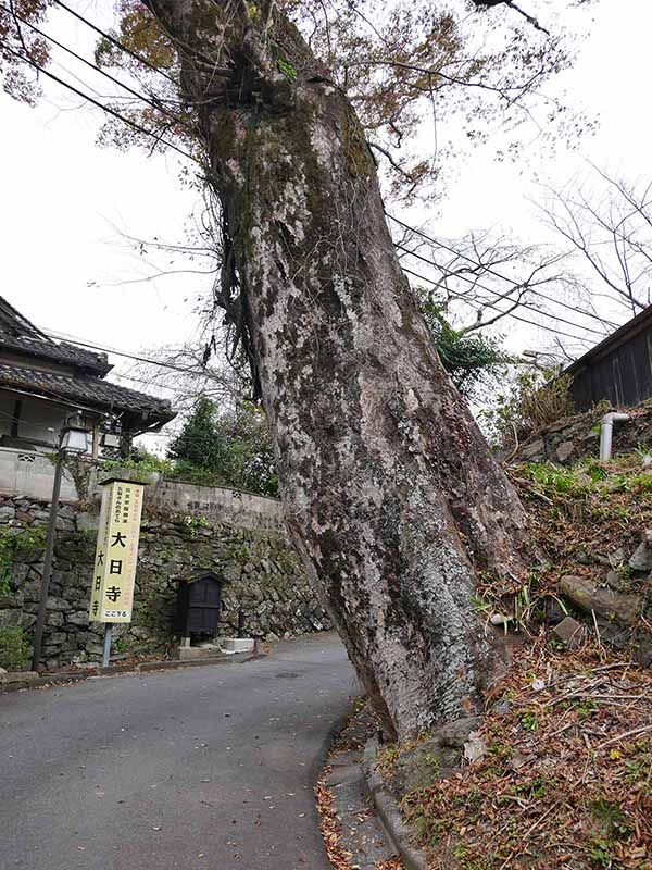 勝手神社のケヤキ