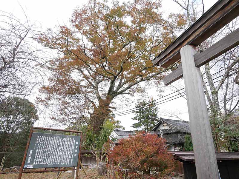 勝手神社のケヤキ