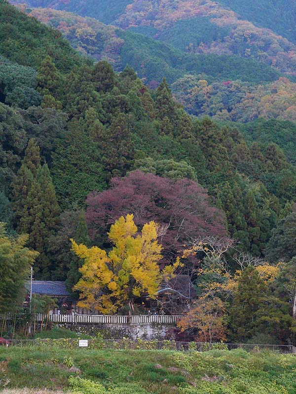 一言主神社の大イチョウ