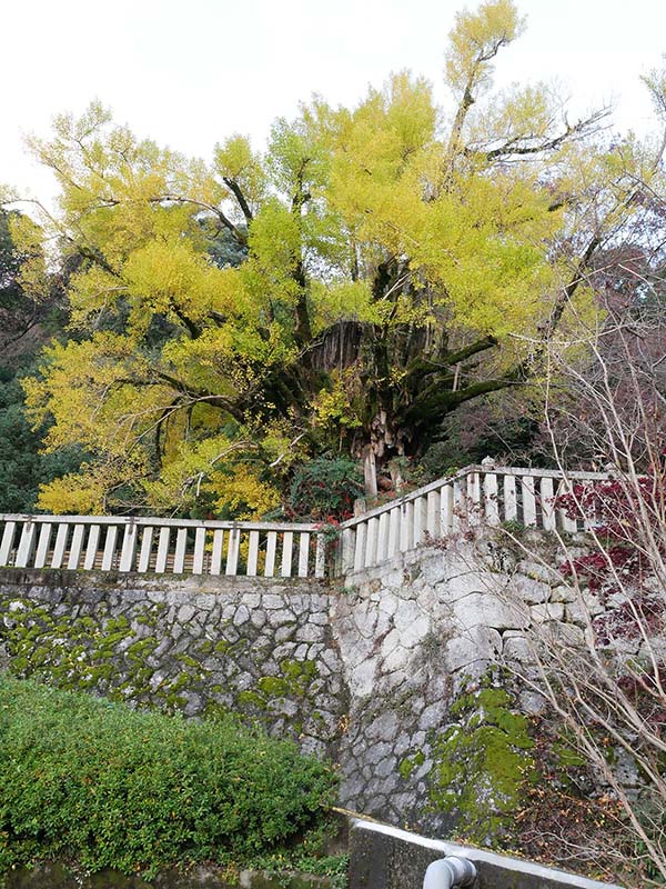 一言主神社の大イチョウ