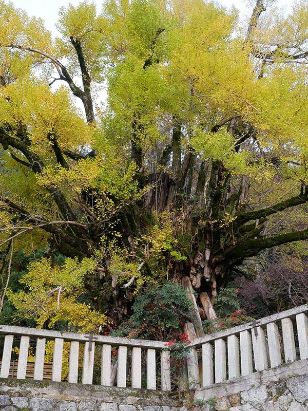 一言主神社の大イチョウ