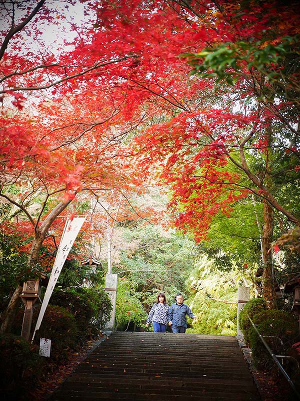 一言主神社の大イチョウ