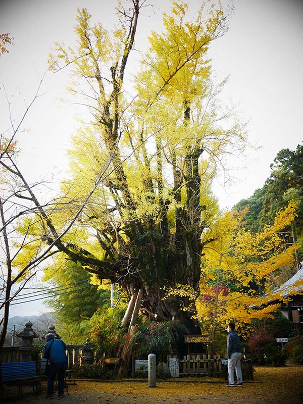 一言主神社の大イチョウ