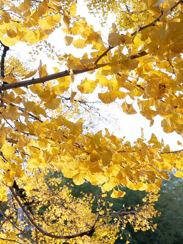 一言主神社の大イチョウ