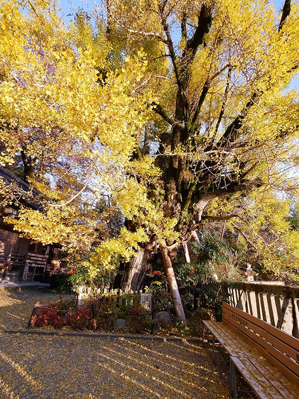 一言主神社の大イチョウ