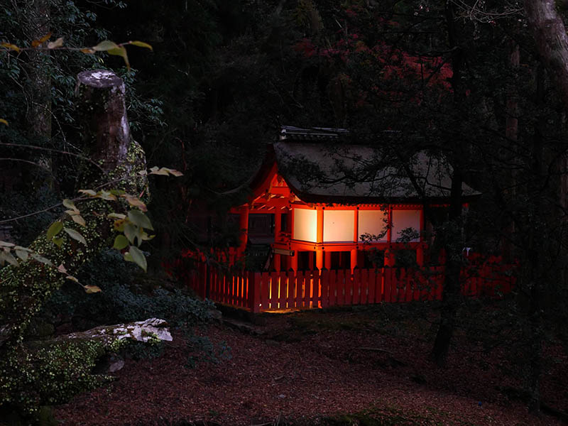 水谷神社のイブキ