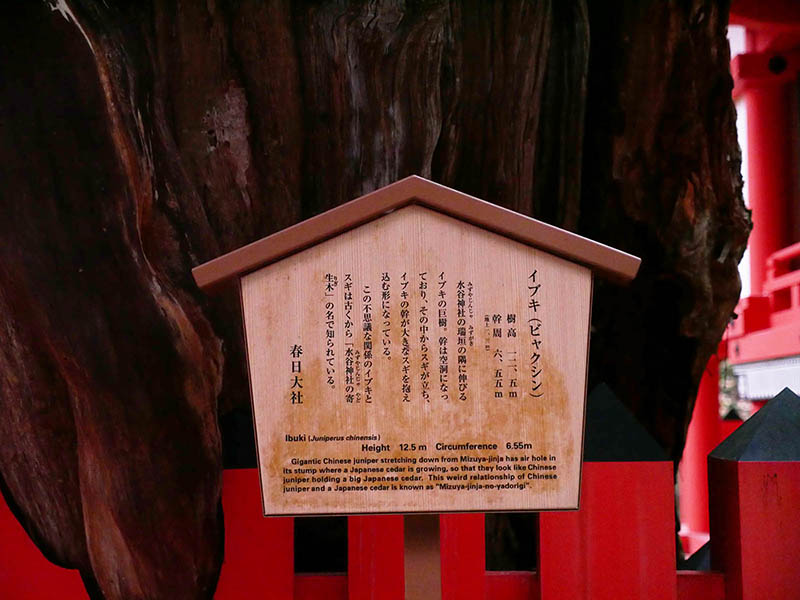 水谷神社のイブキ