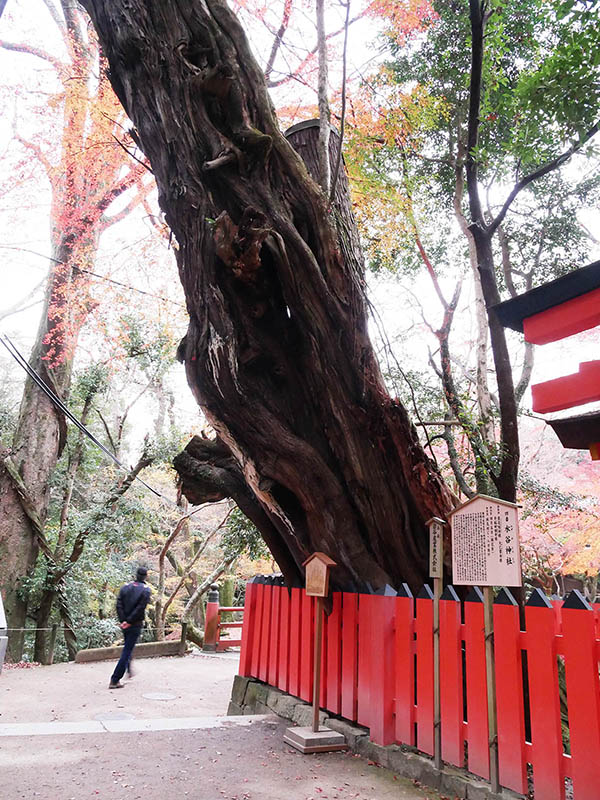 水谷神社のイブキ