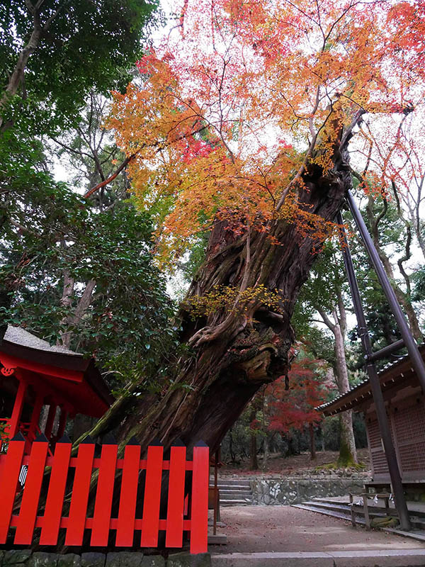 水谷神社のイブキ