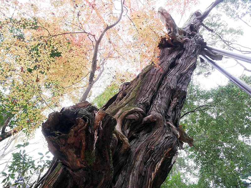 水谷神社のイブキ