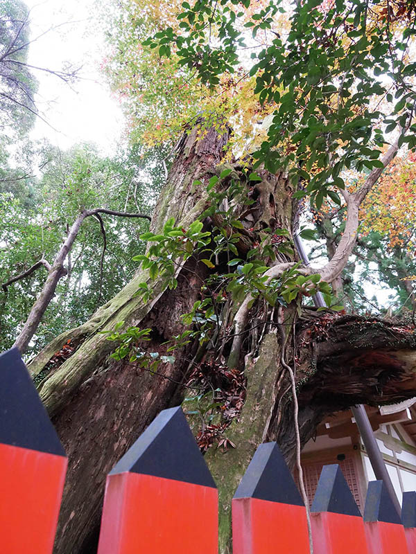 水谷神社のイブキ