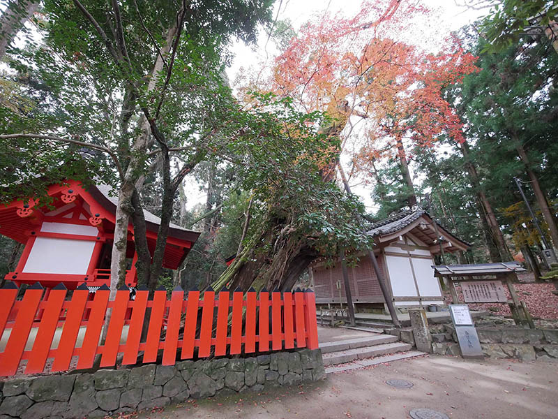 水谷神社のイブキ