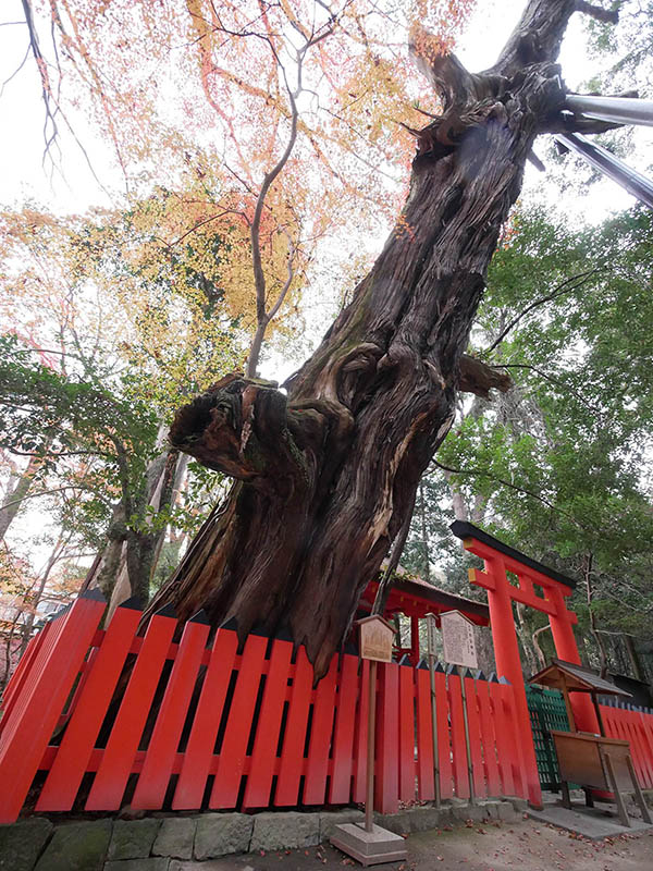 水谷神社のイブキ