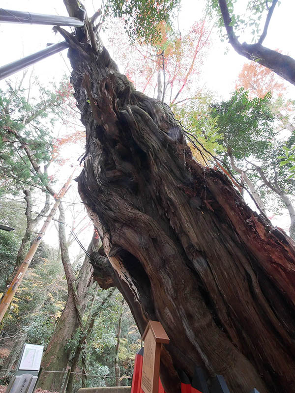 水谷神社のイブキ