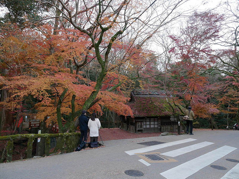 水谷神社のイブキ