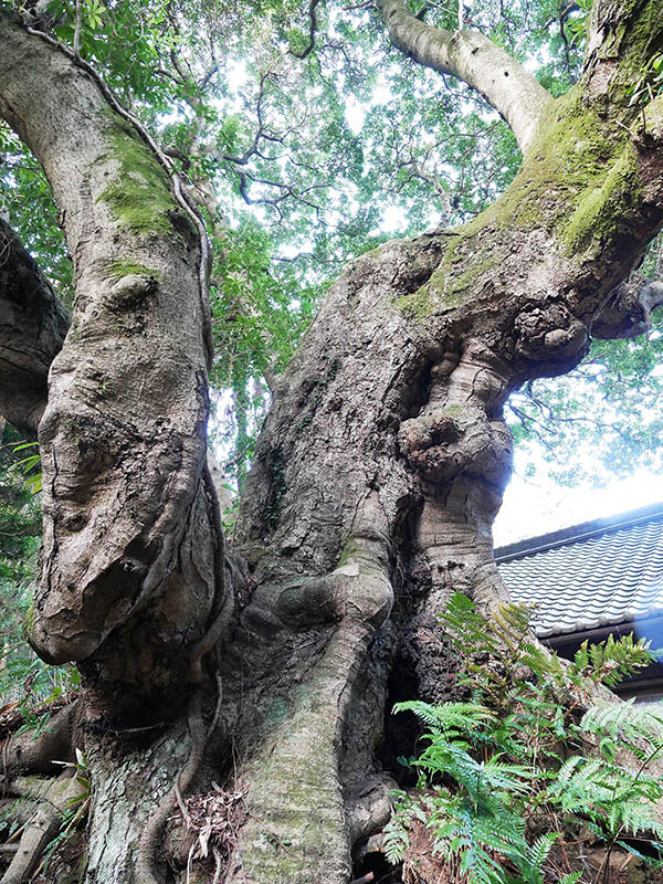 王龍寺のヤマモモ