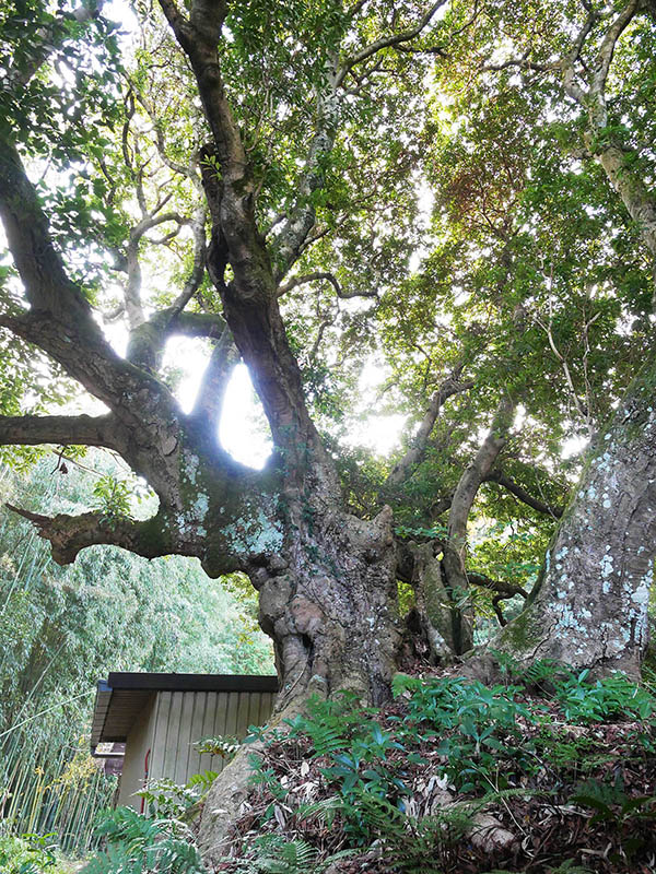 王龍寺のヤマモモ