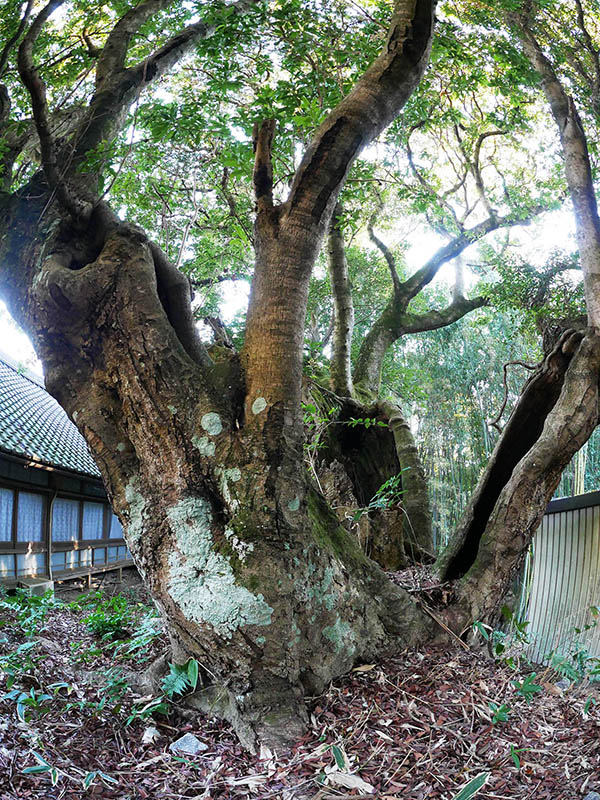 王龍寺のヤマモモ