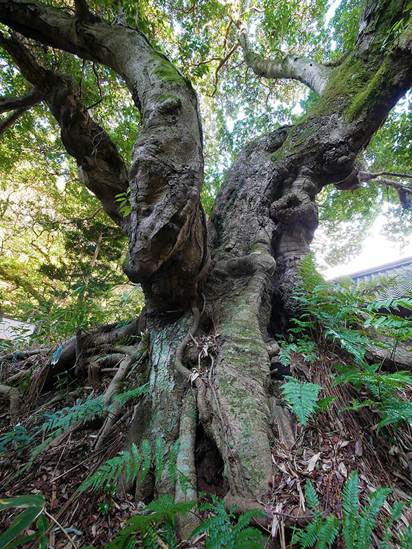 王龍寺のヤマモモ