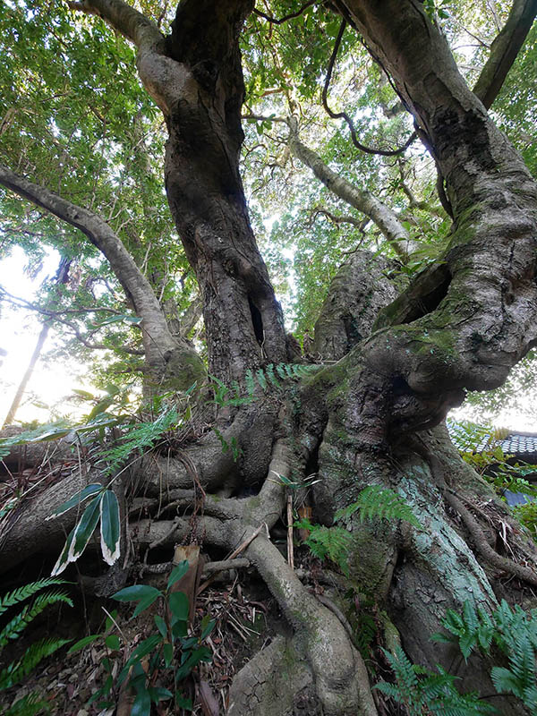 王龍寺のヤマモモ