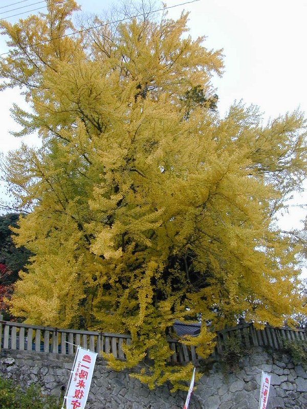 一言主神社の大イチョウ