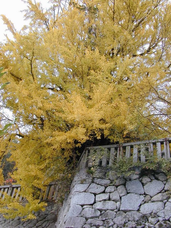 一言主神社の大イチョウ