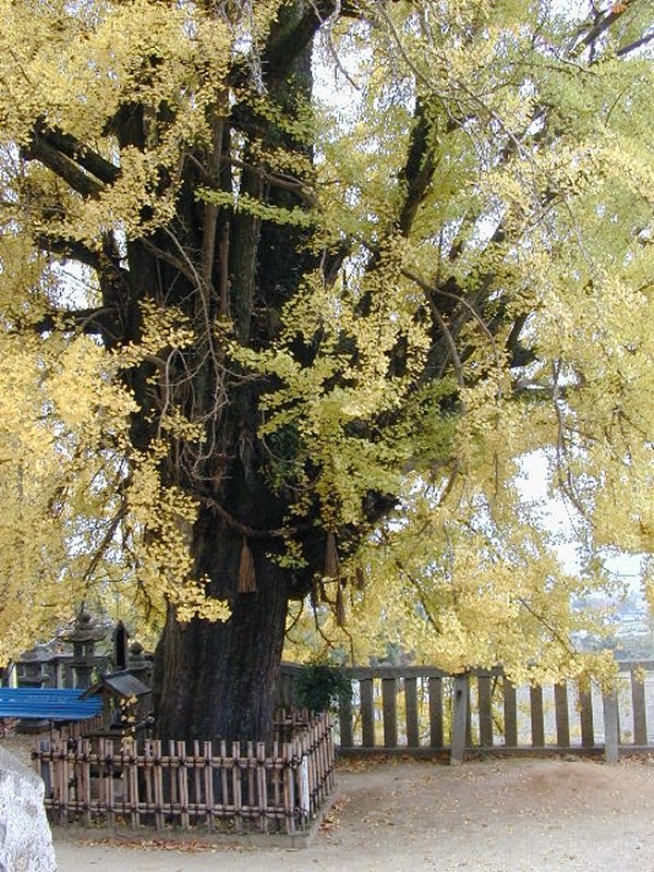 一言主神社の大イチョウ