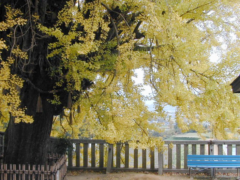 一言主神社の大イチョウ