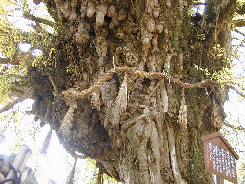 一言主神社の大イチョウ