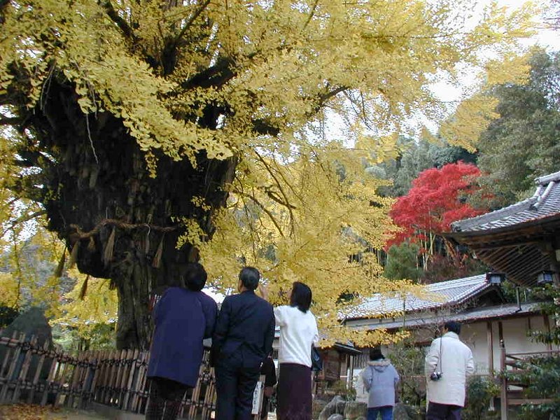 一言主神社の大イチョウ