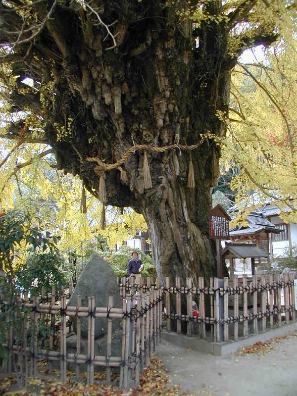 一言主神社の大イチョウ