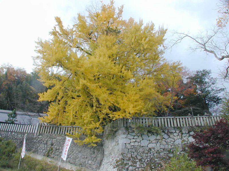 一言主神社の大イチョウ