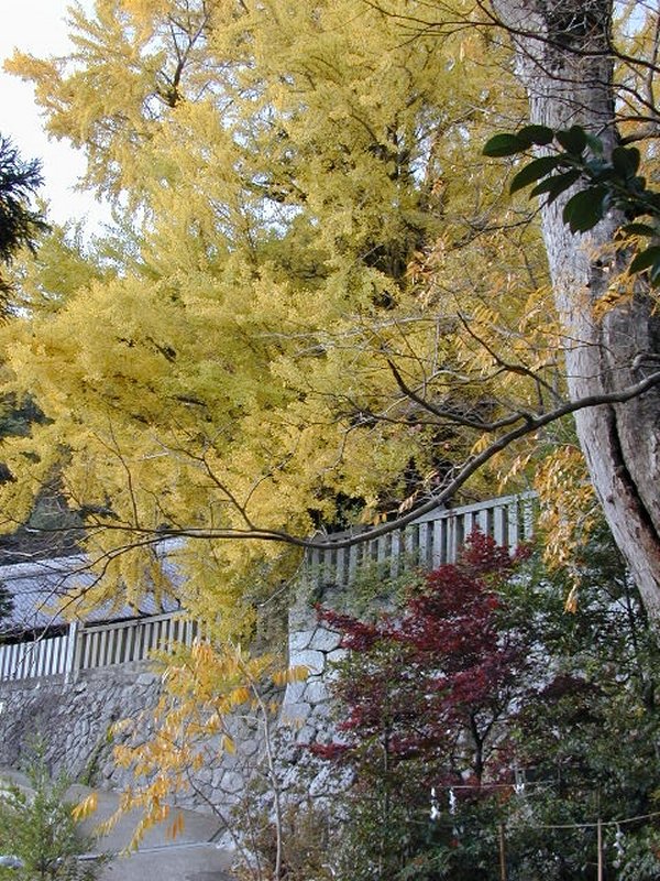 一言主神社の大イチョウ