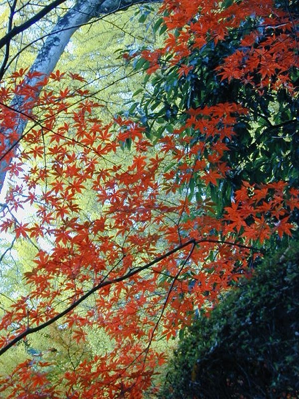 一言主神社の大イチョウ