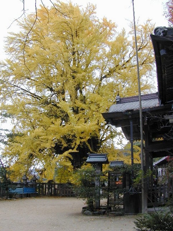 一言主神社の大イチョウ