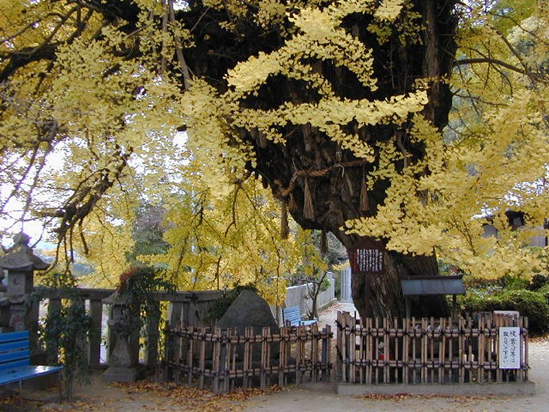 一言主神社の大イチョウ