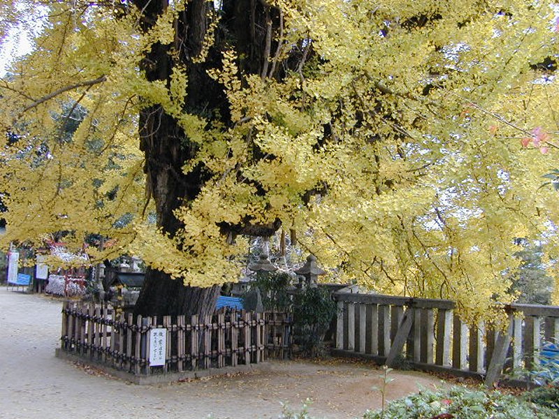 一言主神社の大イチョウ