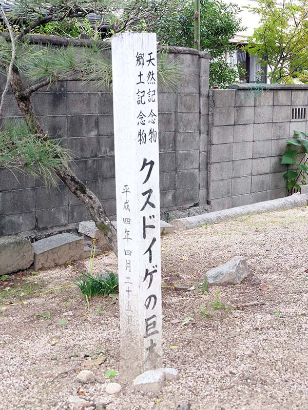 祝神社のクスドイゲ