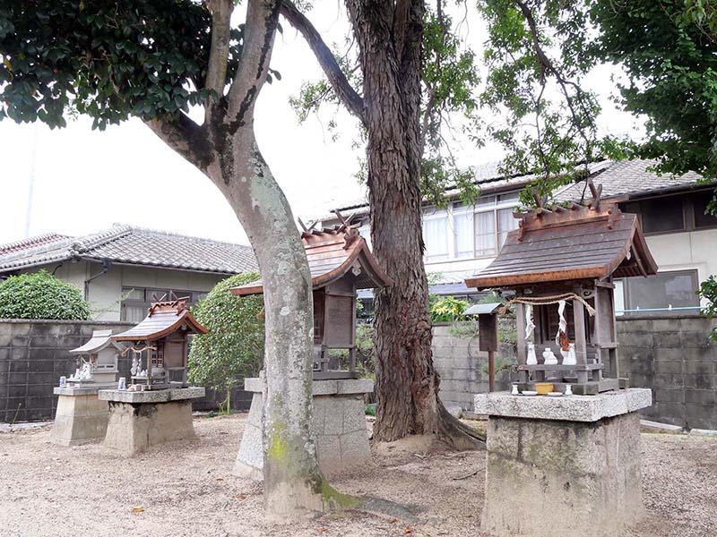 祝神社のクスドイゲ