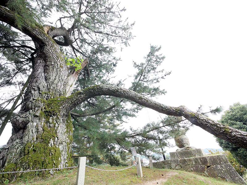 角力取山の大松