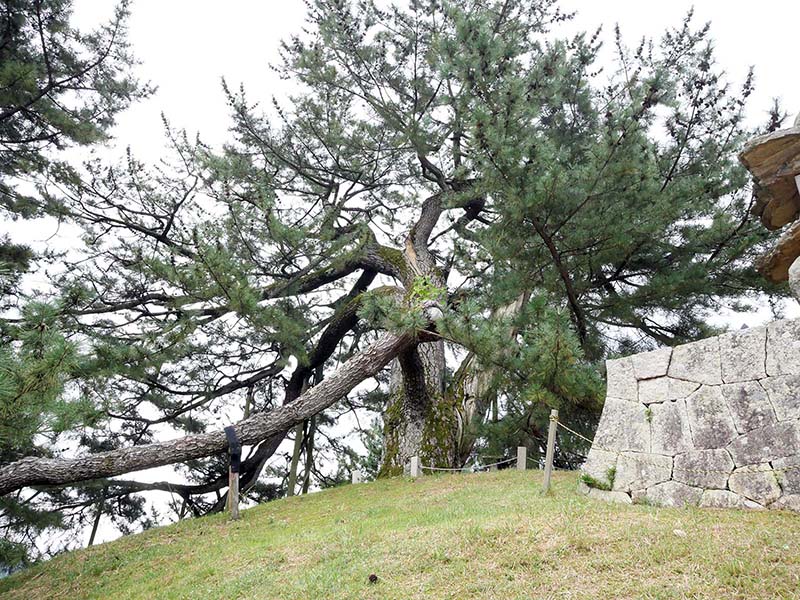 角力取山の大松