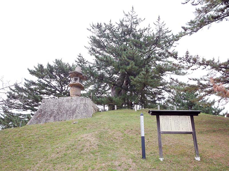 角力取山の大松