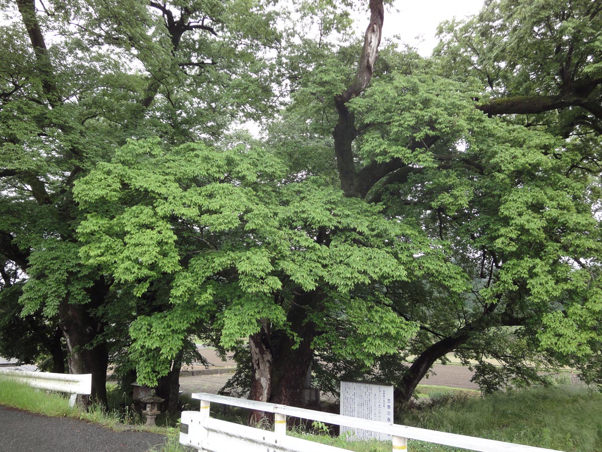 笠懸の森