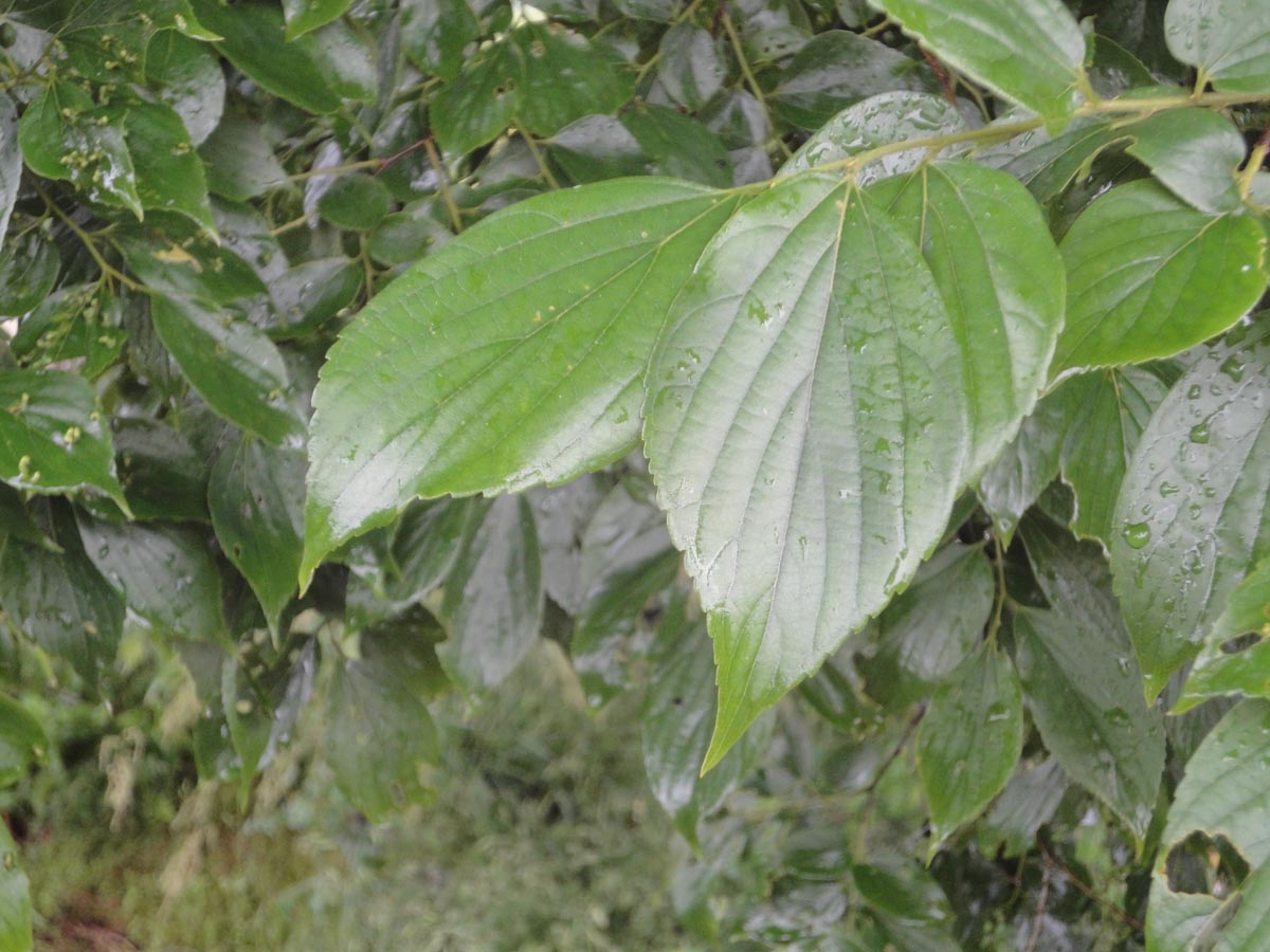 笠懸の森