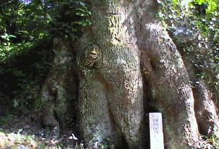 柞原八幡宮のほるとのき