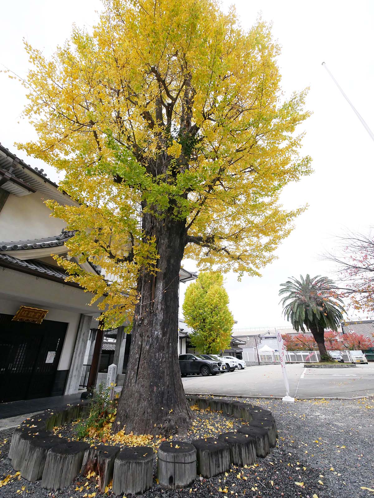 西本願寺堺別院のイチョウ黄葉