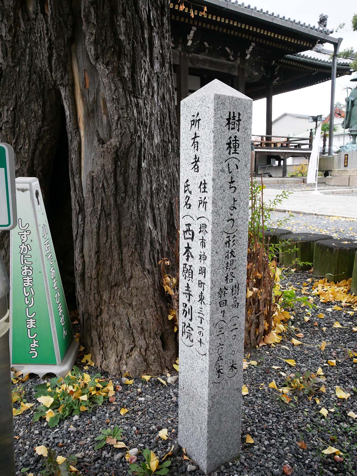 西本願寺堺別院のイチョウ