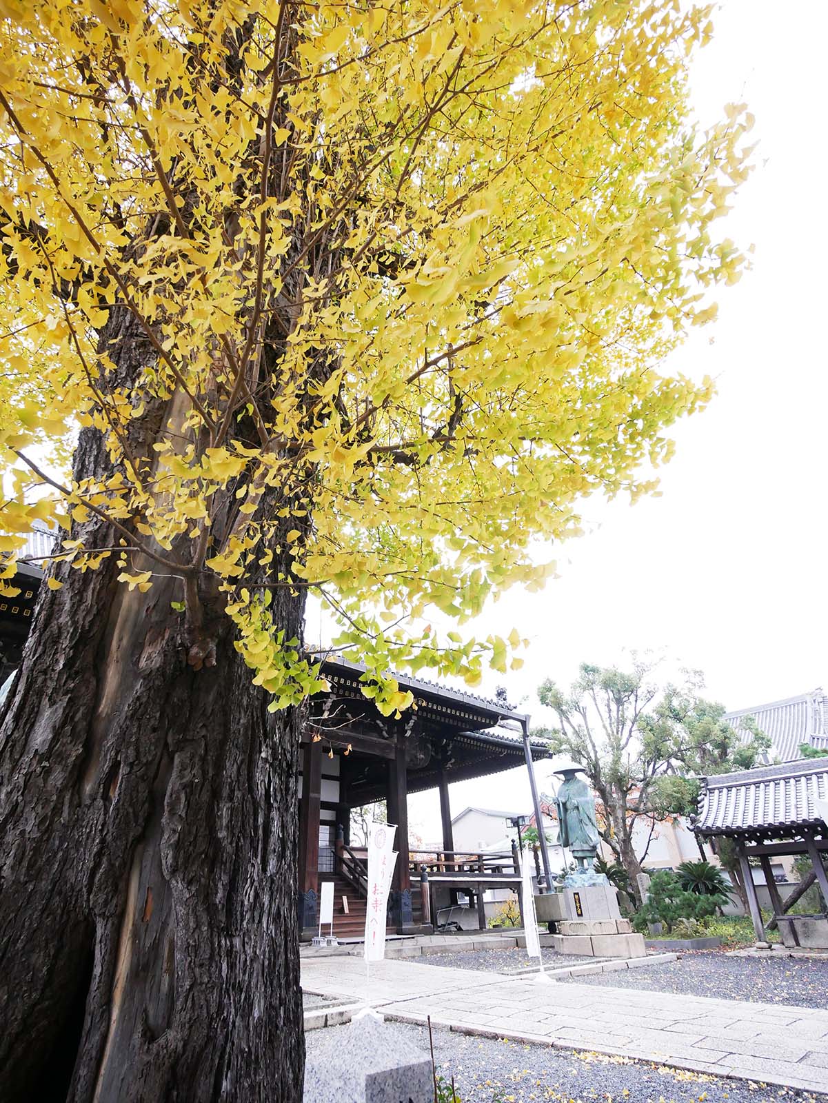 西本願寺堺別院のイチョウ黄葉