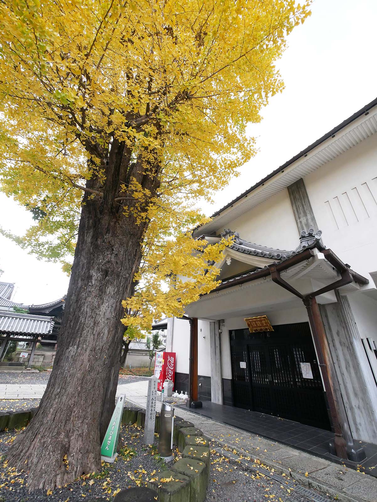 西本願寺堺別院のイチョウ